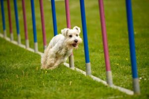 jeu de stimulation pour chien fait maison