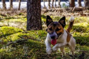 jouer avec son chien dans la maison 